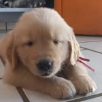 Golden Bailey - @bailey_golden.retriver - Instagram