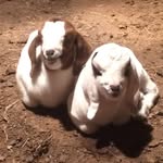 Bailey Goldsmith - @goldsmith.bailey - Instagram