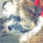 Bailey Gomez - @baileythepupg - Instagram