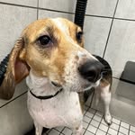 Bailey Gomez - @bailey.the.beagle__ - Instagram