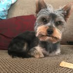 Bailey Gomez - @_call_me_sir_bailey - Instagram