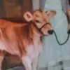baileygoode - @lily.bailey2009 - TikTok