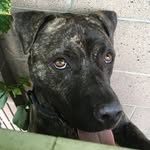 Bailey Gregg - @bailey_puppy_is_awesome69 - Instagram