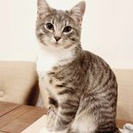 Bailey 🐈‍⬛️🐾 - @bailey_greycat - Instagram