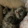 Bailey Grey - @bailey_the_kitty - TikTok