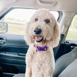 Bailey Grey - @baileygrey_the_doodle - Instagram