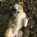 Bailey Grey - @life.of.bailey_mini.aussie - Instagram