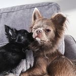 Bailey Grey 🦋 And Benjamin 🖤 Chihuahua 🐶 - @bailey_benjamin_ - Instagram