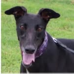 Bailey M - @bailey_greyhound - Instagram