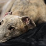 Bailey The Greyhound - @bailey.greyhound - Instagram