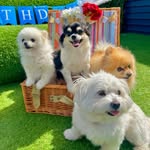 Bailey & Friends Dog Grooming - @baileyandfriendsdoggrooming - Instagram