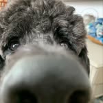 Bailey - @bailey.grooms.dogs - Instagram