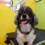 Bailey P Grooming - @baileyspetgrooming_345 - Instagram