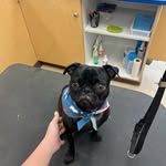 Bailey womac - @bailey_grooming - Instagram