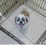 Bailey's_Pet Grooming🐾 - @baileyspet_grooming - Instagram