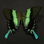 Bailey Grubb - @bugsby_bailey - Instagram