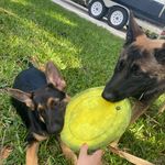 Nala and Bailey Guzman - @nalabailey_guzman - Instagram