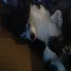 Bailey haas - @bailey_sas - TikTok