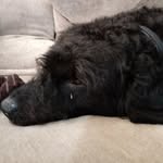 Bailey Halford - @mr_bailey_sheep - Instagram