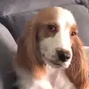 baileyahammett22 - @bhhamm - TikTok
