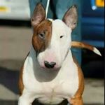 Bailey - @bailey_hampton_123 - Instagram