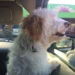 Bailey The Dog - @bailey_hand_ - Instagram