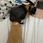 Bailey and Alex Haney - @bailey_and_alex_gpig - Instagram