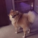 Bailey Haney - @bailey_the_dog1224 - Instagram