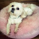 Bailey Harman - @lolo_bailey10 - Instagram