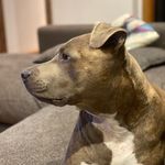 Bailey Harman-Waldron - @therealgoodboybailey - Instagram