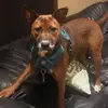 Bailey - @baileyharpertherescuedog - TikTok