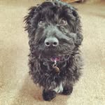 Bailey Harper - @bailey_harper_thecockapoo - Instagram