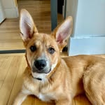 @bailey_dog_hatcher - Instagram