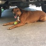 Bailey Ann 🎾💯💗👑 | 4 y/o | - @bailey_heinz57 - Instagram
