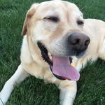 Bailey The Dog - @bailey_helm - Instagram