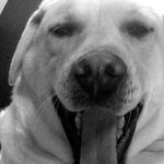 Bailey Helms - @baileythedog223 - Instagram