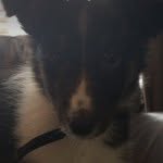 Callie Bailey Hemphill - @callie_thedog_ - Instagram