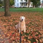 Bailey and Henry - @petthepoochlvc - Instagram