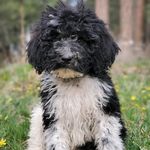 Baileyherbert - @bailey_herbert_partipoodle - Instagram