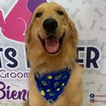 Bailey Herrera 🐶❤️ - @baileyh.thegolden - Instagram