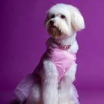 Bailey Victoria Aponte Herrera - @baileyvictoria_themaltipoo - Instagram