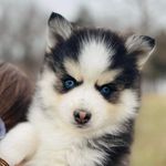 Bailey Herring- Pomskies - @herring.husky.pomsky - Instagram