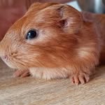 Maggi, Bailey, Bounty & Herrmann - @ocean.piggys - Instagram