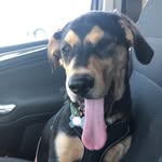 Bailey Hodge - @baileyhodge123dog - Instagram