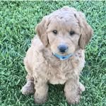 Charles “Bailey” Hoke - @dearlittlebailey - Instagram