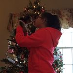 Bailey Hooper - @bailey_the_yorkie - Instagram