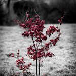 Bailey Horn - @baileyhorn_photography - Instagram