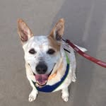 Bailey Horne - @bailey_the_dog_horne - Instagram