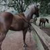 Bailey Hostetler - Facebook