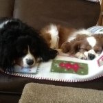 Bailey And Houston - @baileyandhoustonthecavaliers - Instagram